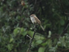 Rhynchospiza strigiceps