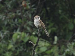 Rhynchospiza strigiceps