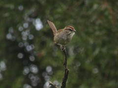 Rhynchospiza strigiceps