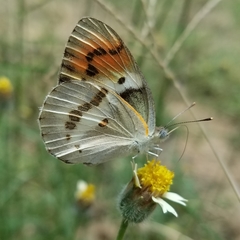 Colotis annae annae