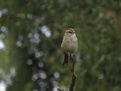 Rhynchospiza strigiceps