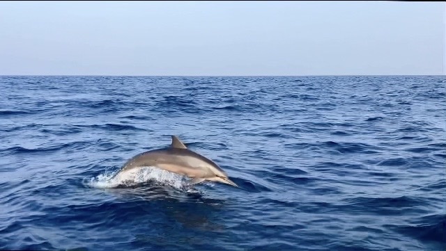 Stenella longirostris