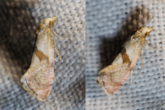 Cochylidia implicitana