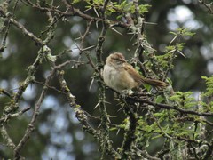 Rhynchospiza strigiceps