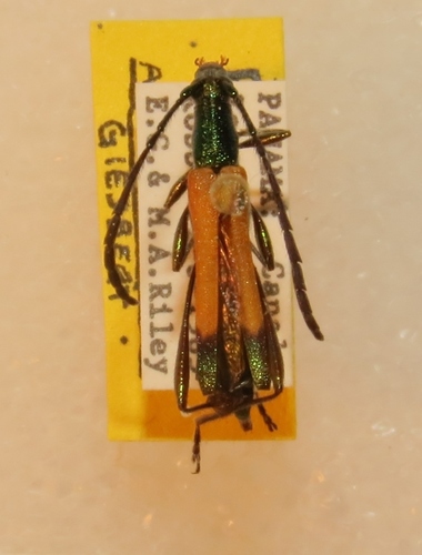 Chrysaethe aurantipennis image