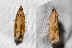 Endothenia quadrimaculana