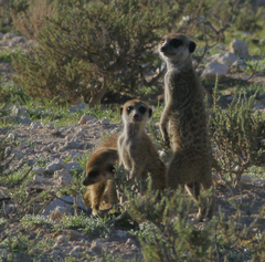 Suricata suricatta