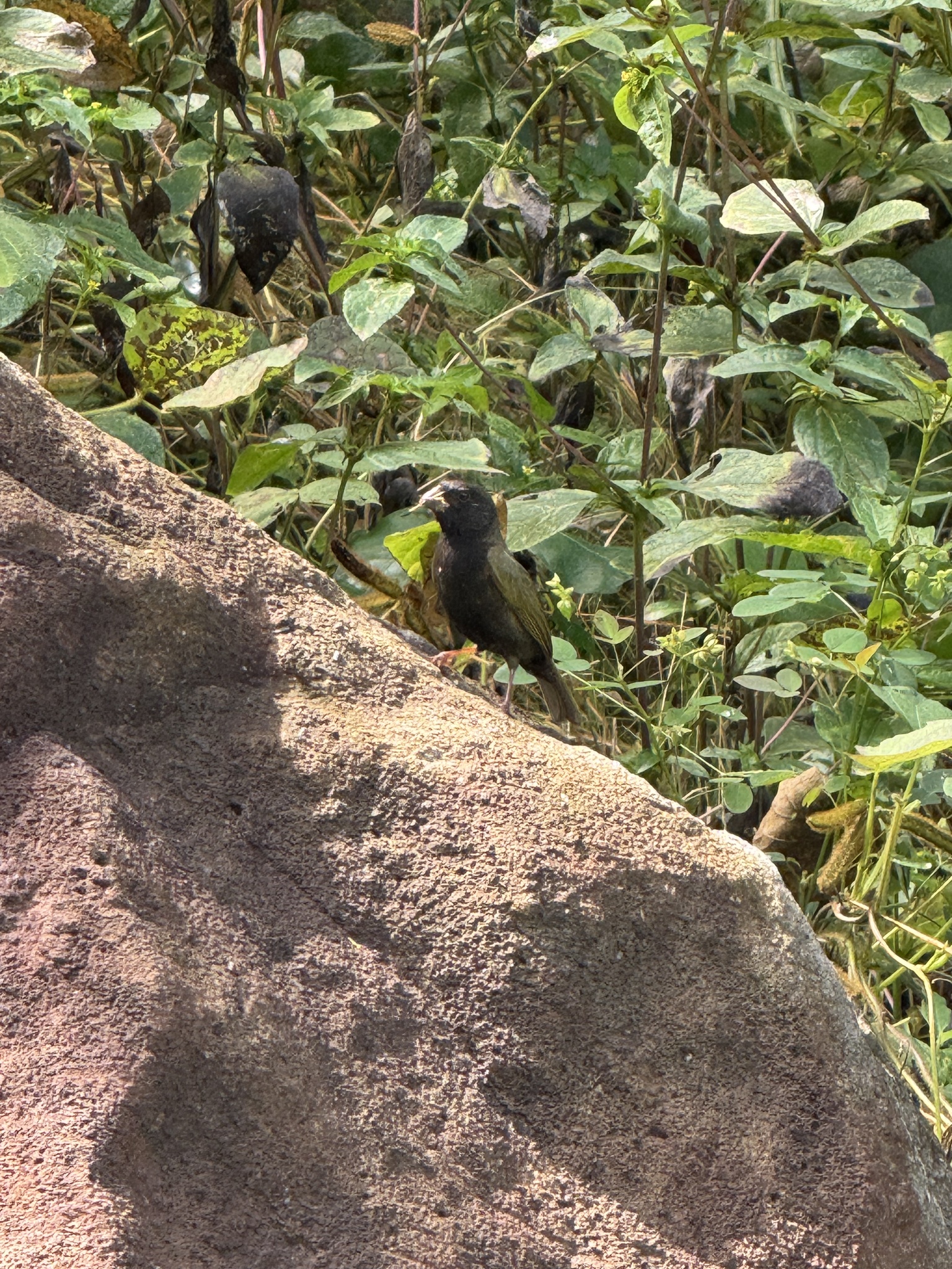 Black-faced Grassquit (Melanospiza bicolor), photo 6