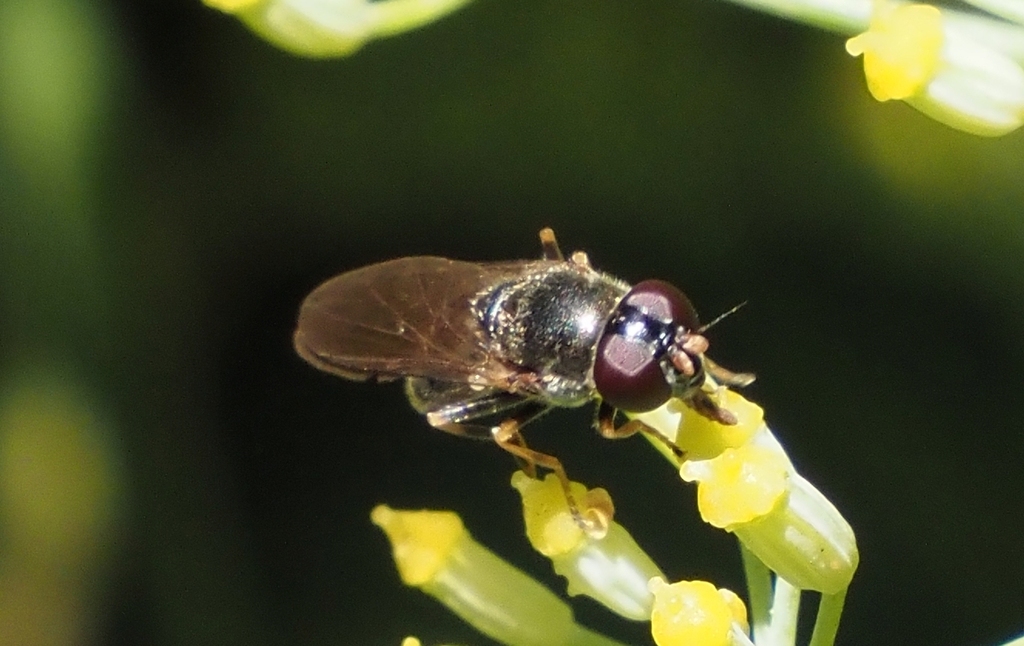 Cheilosia means