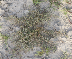 Paronychia arabica