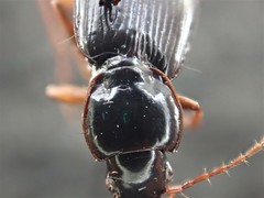 Synuchus impunctatus