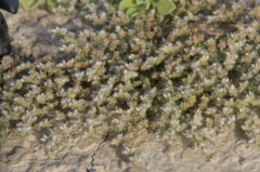 Paronychia arabica