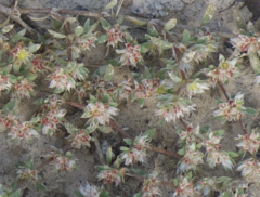Paronychia arabica