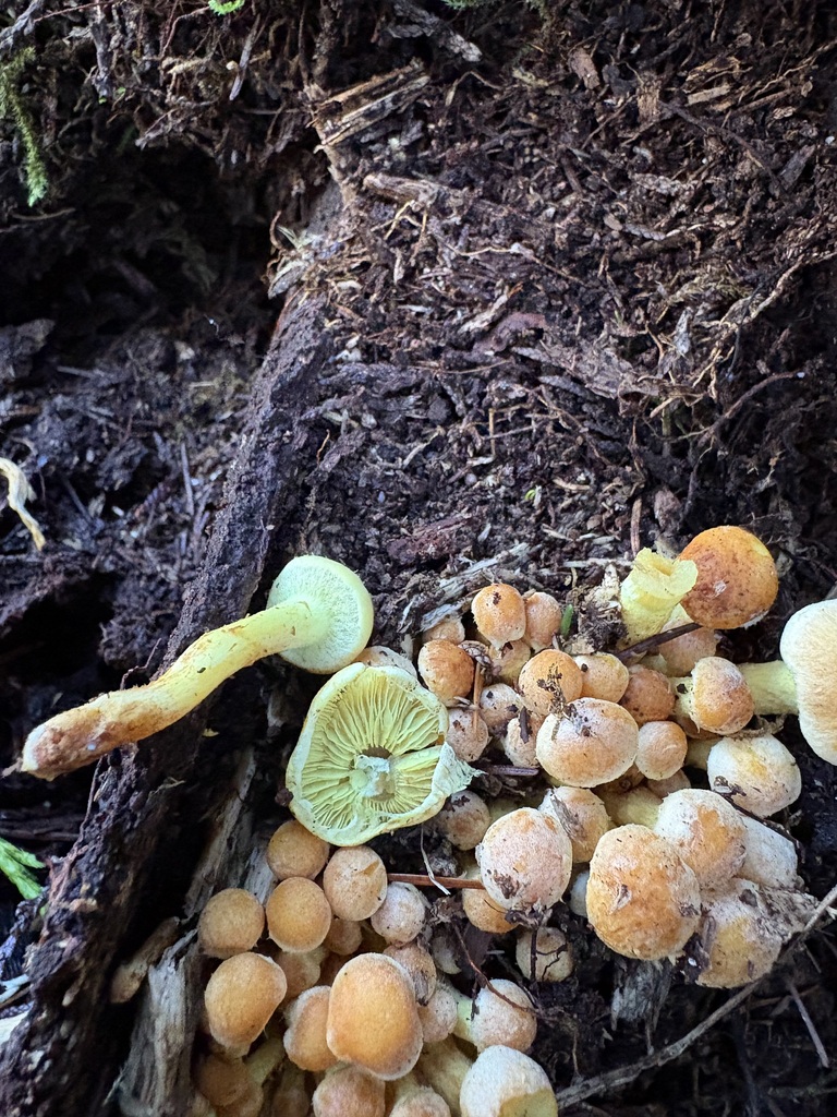 Hypholoma fasciculare · January 2026 · photo: © jerryn (iNaturalist, cc-by)
