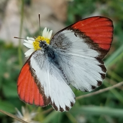 Colotis annae