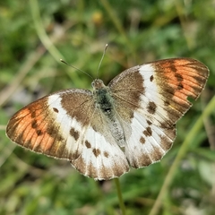 Colotis annae