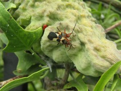 Oncopeltus unifasciatellus
