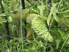 Araujia brachystephana