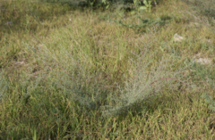 Indigofera oblongifolia