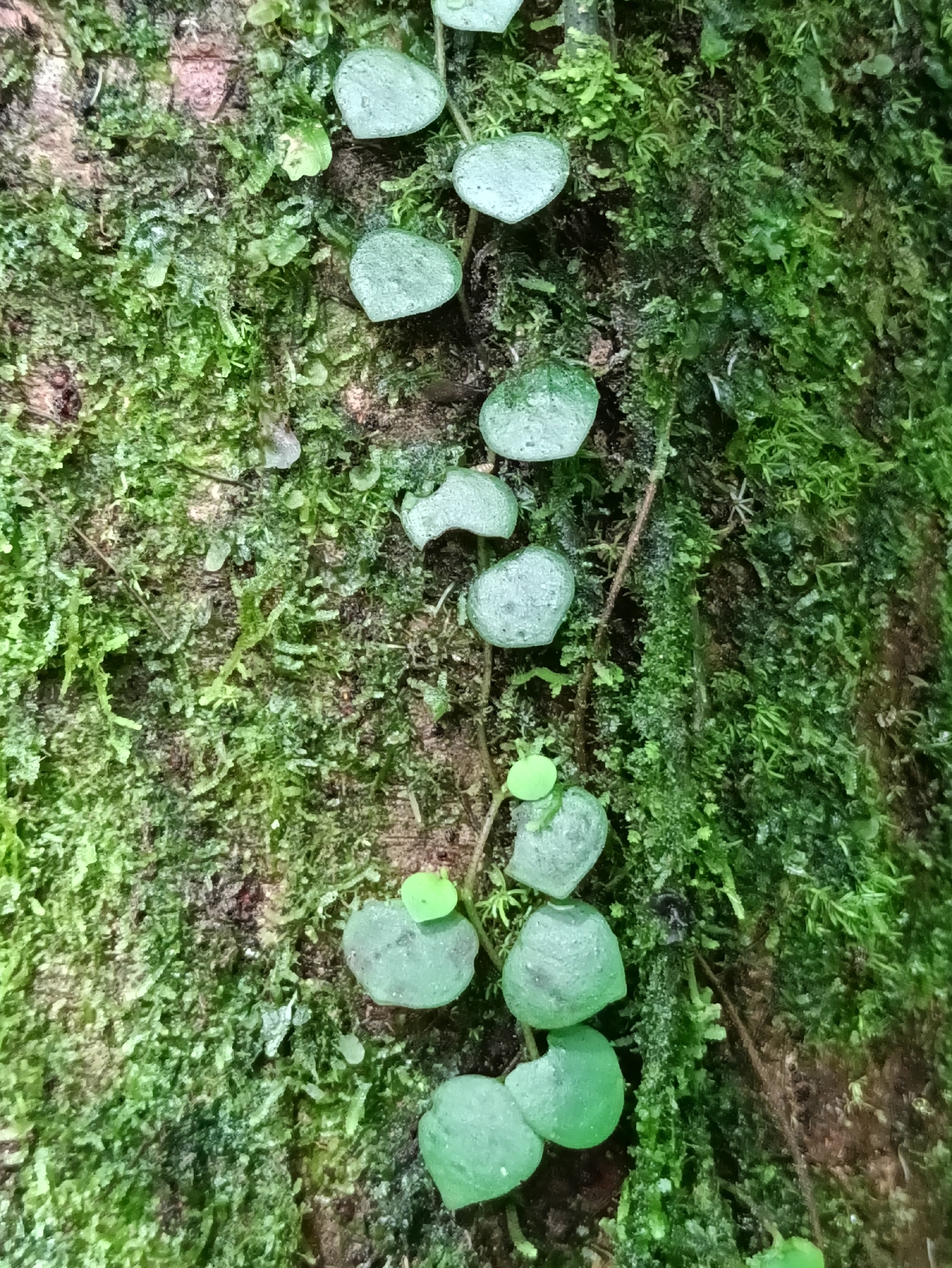 Vinagre (Peperomia serpens)