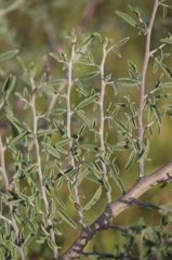 Indigofera oblongifolia