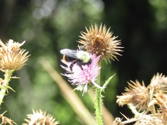 Bombus bellicosus