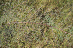 Indigofera oblongifolia