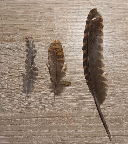 Plume de Bécasse des bois