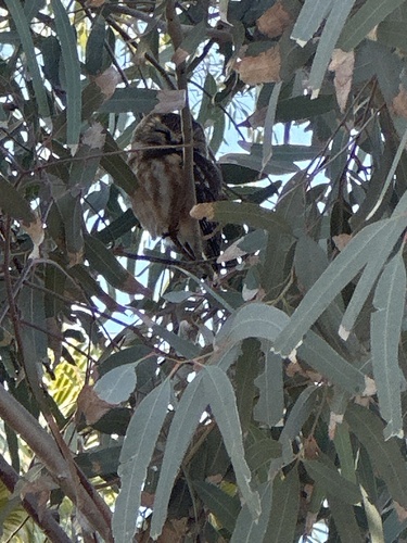 View observation of {o.common_name} on iNaturalist