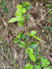 Aristolochia kaempferi