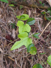 Aristolochia kaempferi