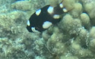 Bodianus axillaris