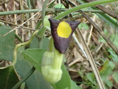 Aristolochia kaempferi