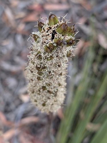 small grass-tree (Xanthorrhoea minor)