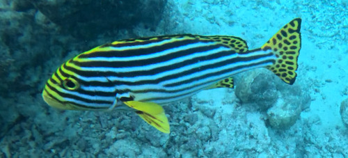 Plectorhinchus vittatus