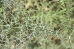 Echinops erinaceus