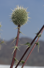 Echinops erinaceus