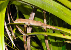 Toropuku inexpectatus
