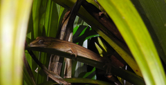 Toropuku inexpectatus