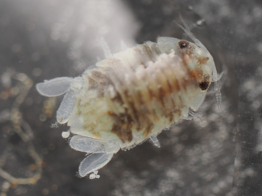 Dynamenella scaptocephala