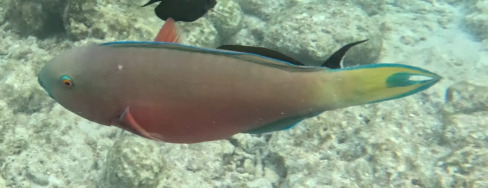 Chlorurus strongylocephalus