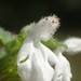 Leucas chinensis - Photo ללא זכויות יוצרים, הועלה על ידי 葉子