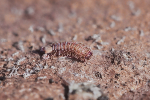 Bristly Millipede, 561 69 Dolní Morava-Králíky, Česko, photo 9 of 10