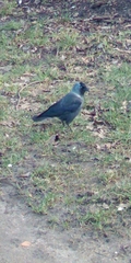 Corvus monedula