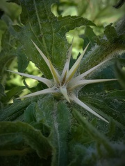 Centaurea procurrens