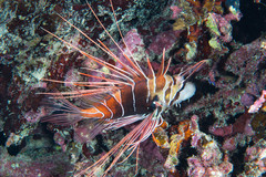 Pterois cincta
