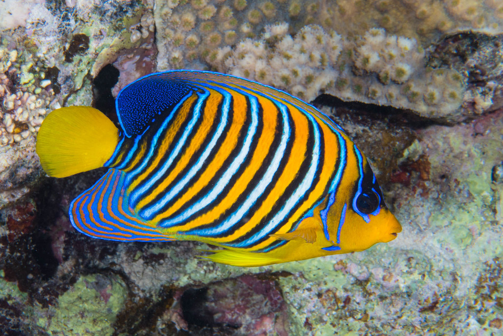 Regal Angelfish from Marsa 'Alam, Al Bahr al Ahmar, Egypt on November 8 ...