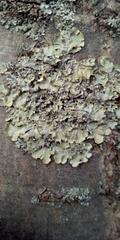 Xanthoria parietina