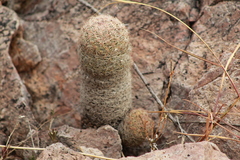 Escobaria chihuahuensis