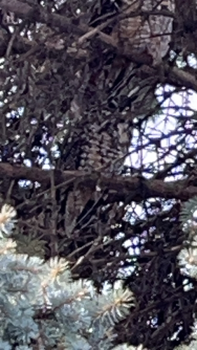 View observation of {o.common_name} on iNaturalist